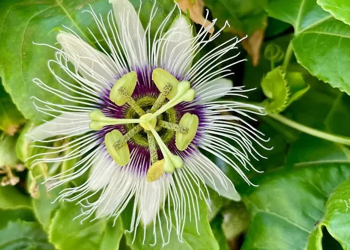 Spacieuse Et Lumineuse Avec Piscine Chauffee * La Oliva